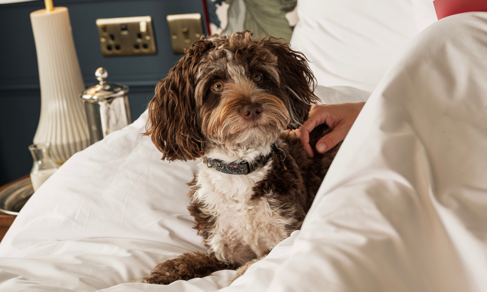 Francis Hotel Bath pet friendly hotel