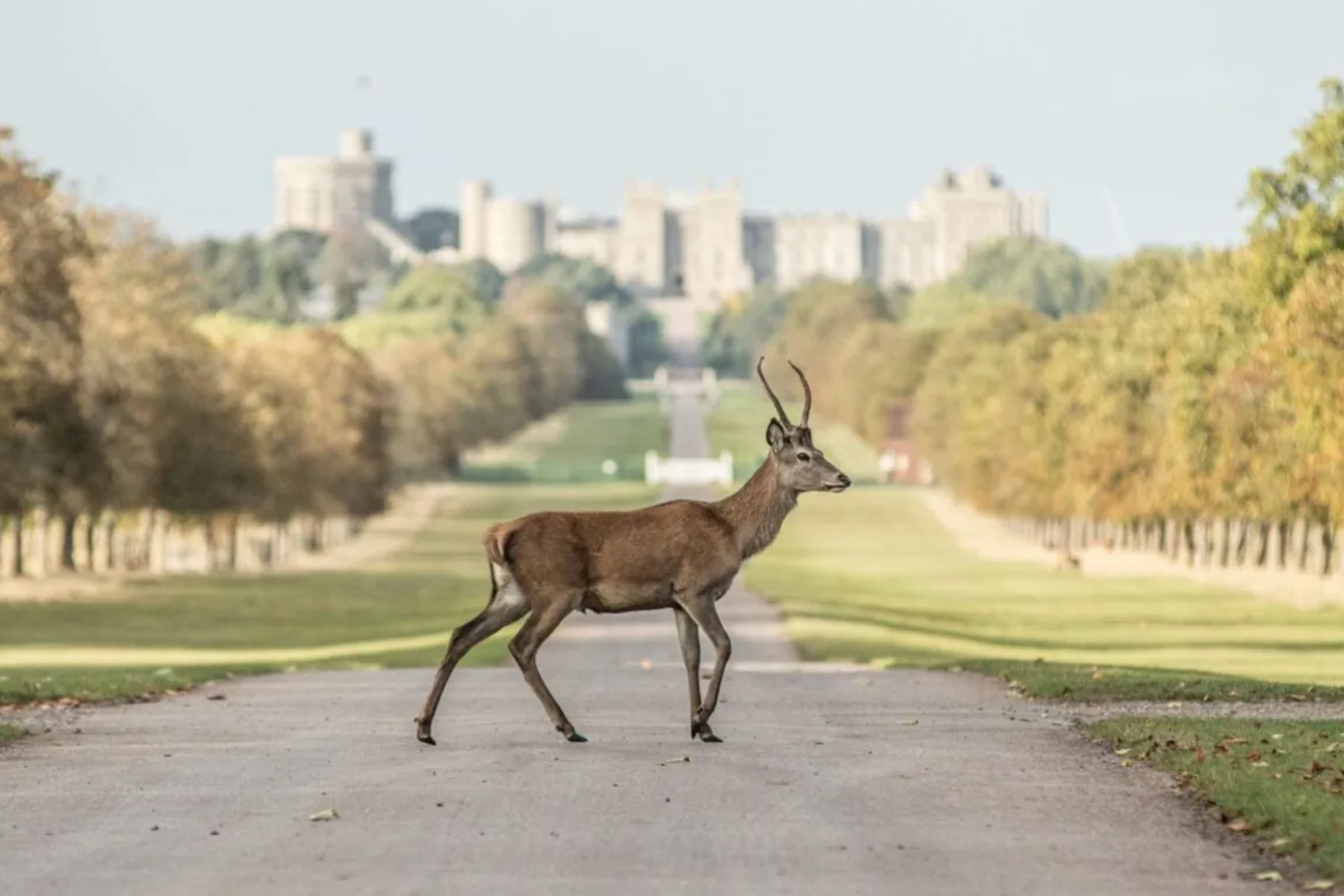 The Castle Hotel Deer