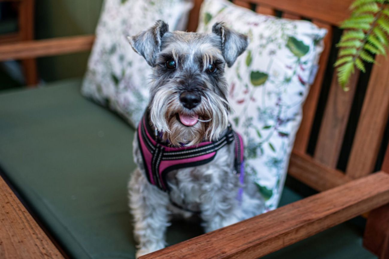 The Castle Hotel Dog