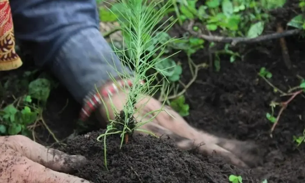 ESG Planting